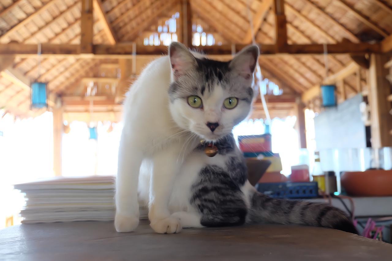 Monkey Bungalow Ko Lanta Eksteriør bilde